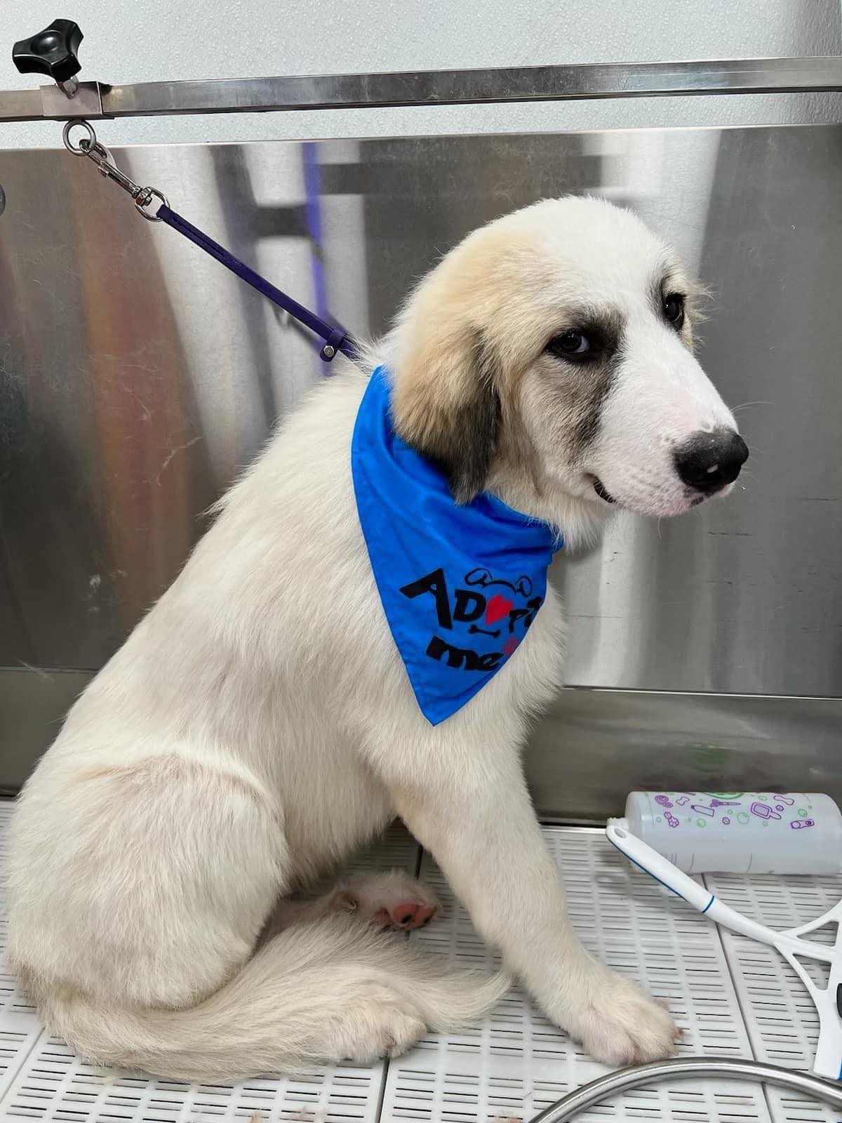 Dog for Adoption - Bo, a Great Pyrenees in Caledonia County, VT | Alpha Paw