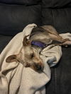 Junebug