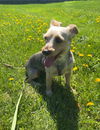 Junebug