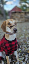 Hazel Jane