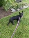Nova