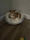 Rosie