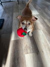 Rosie