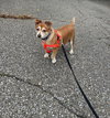 Rosie