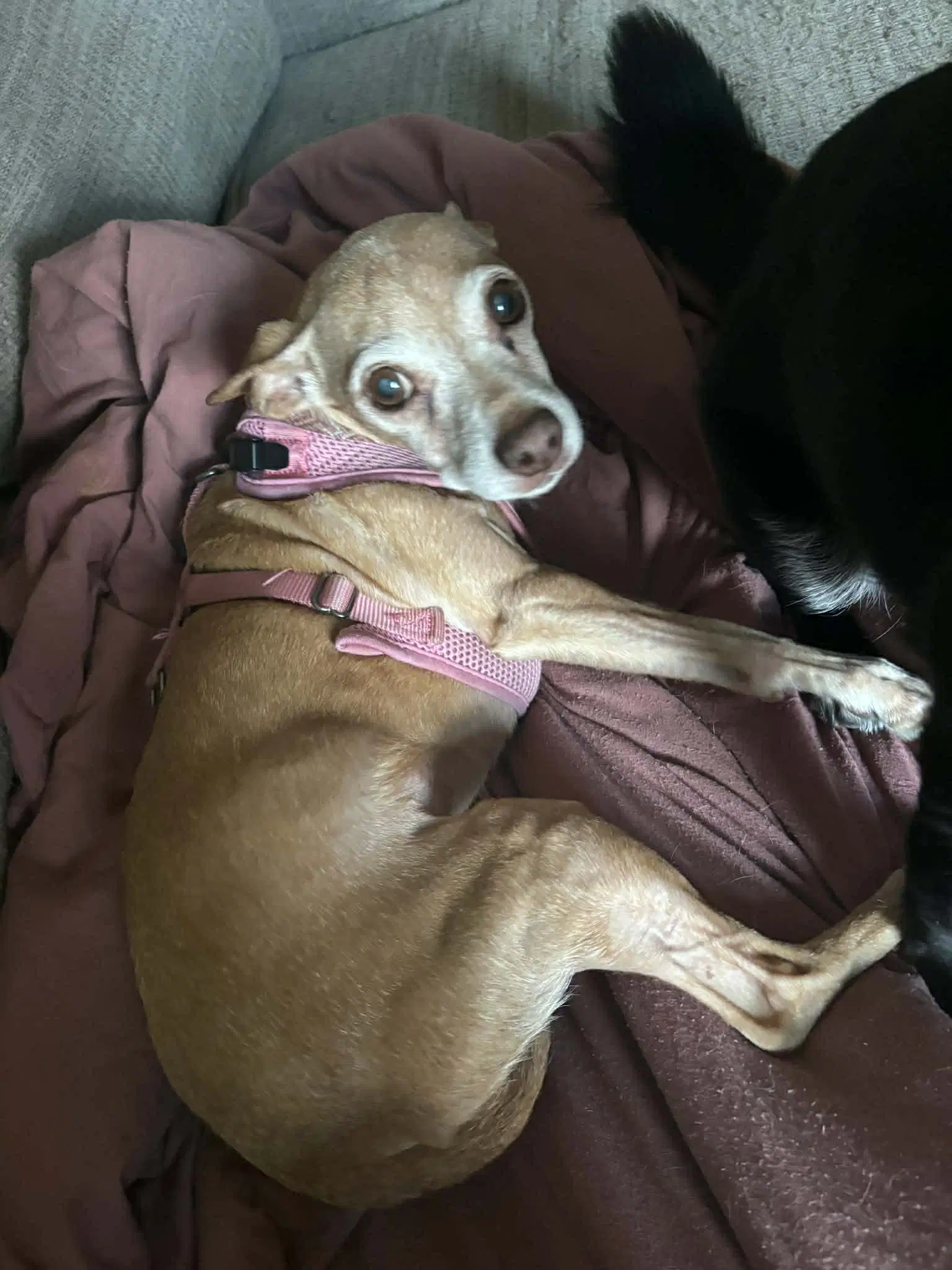 Penny - Chihuahua