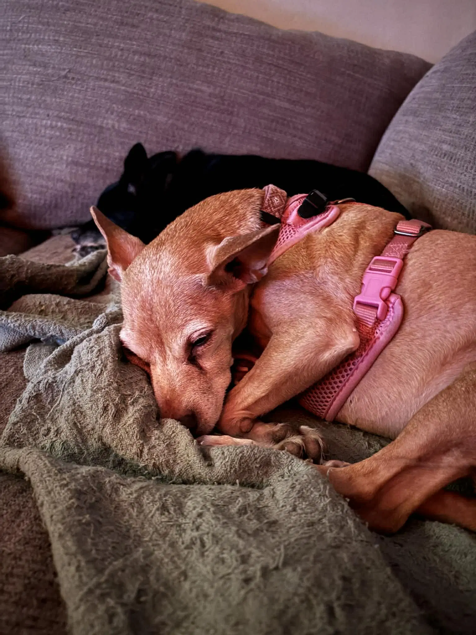 Penny image 2