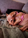 Penny
