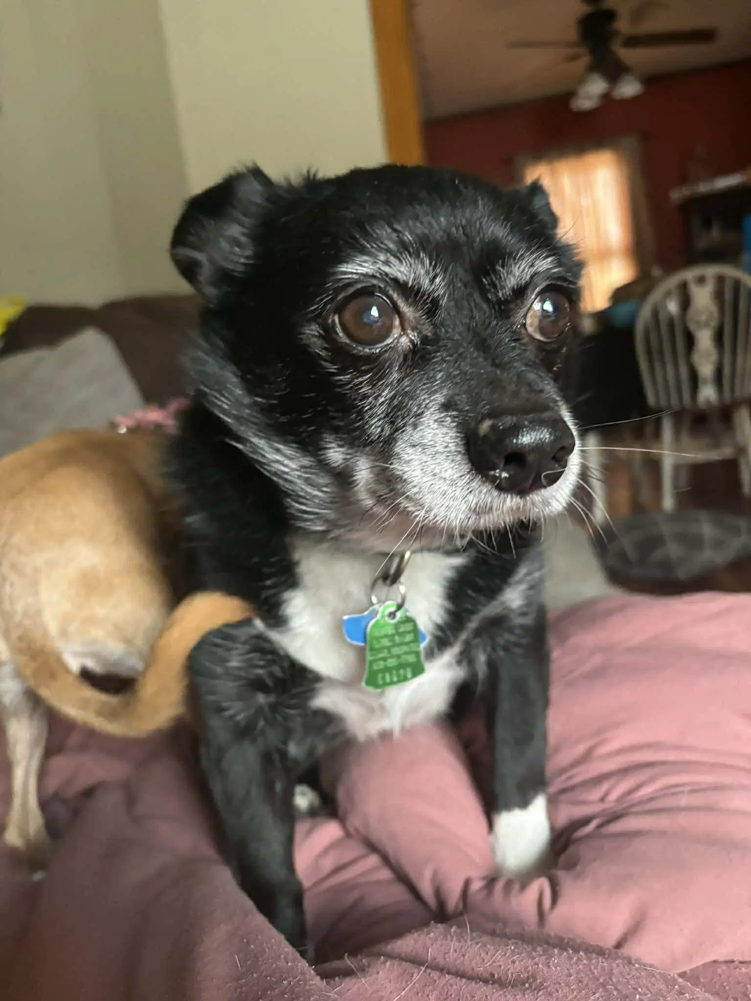 Grace - Boston Terrier