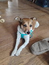 Roxy