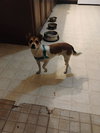 Roxy