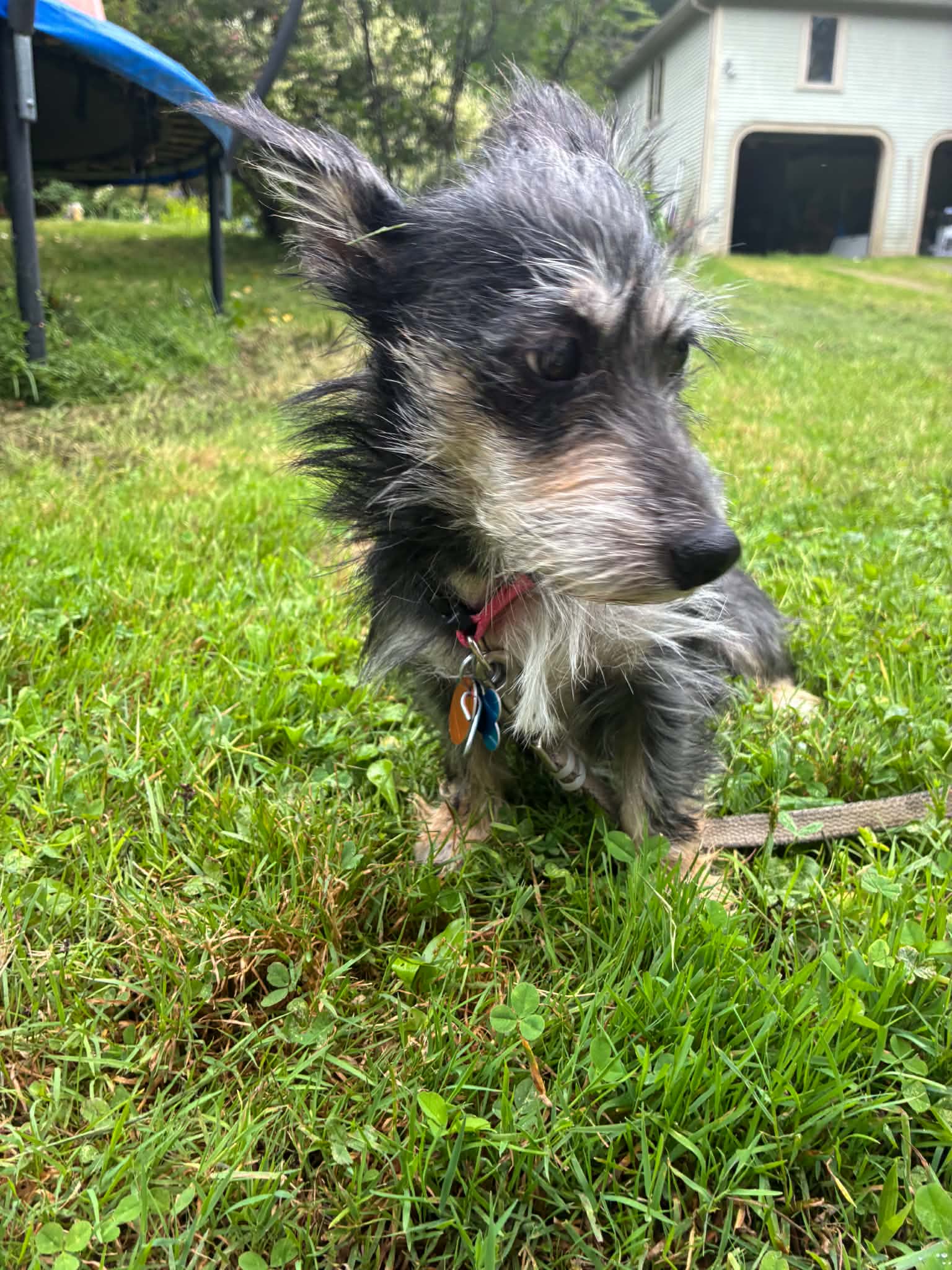 Abby image 2