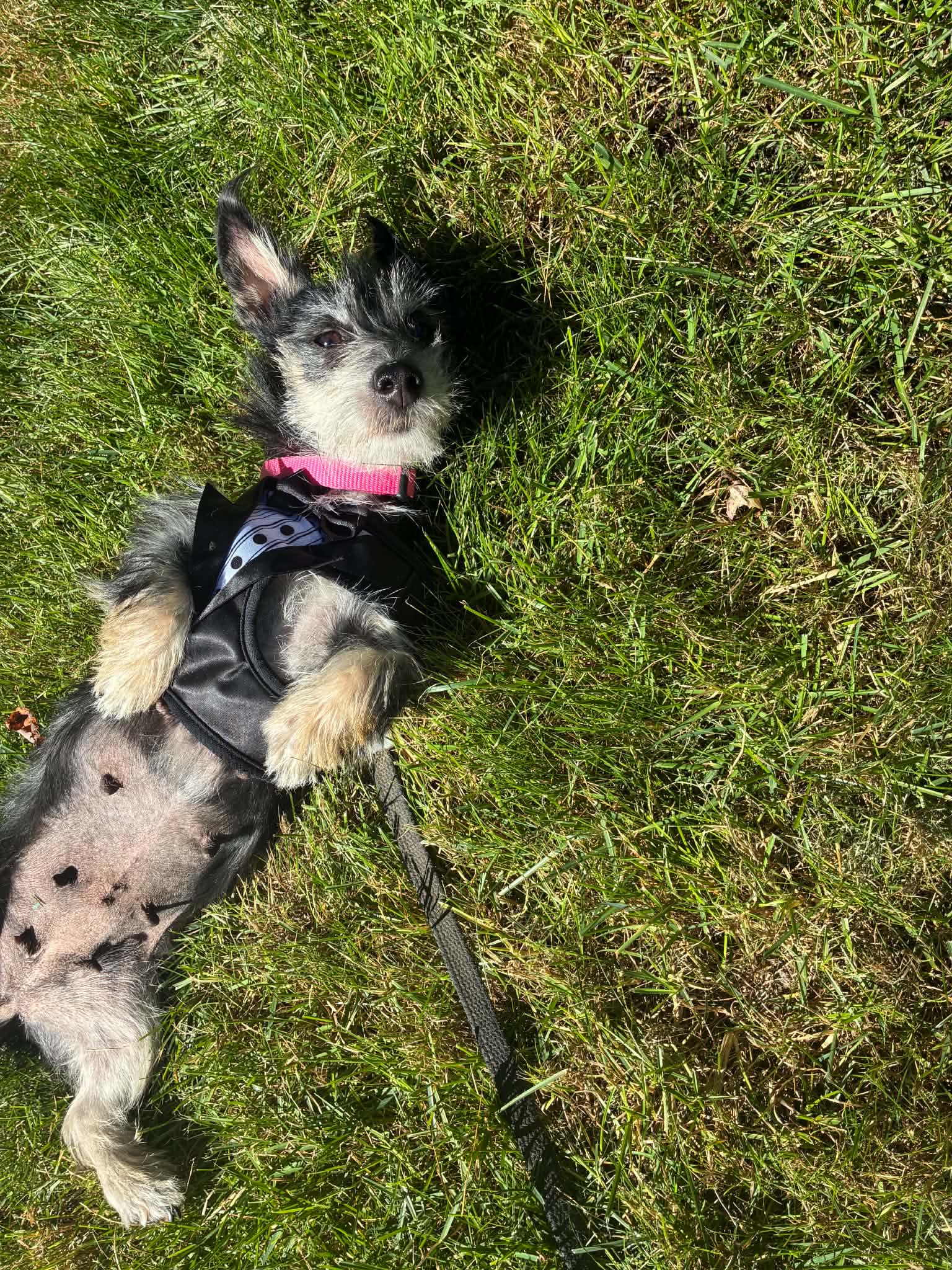 Abby image 4