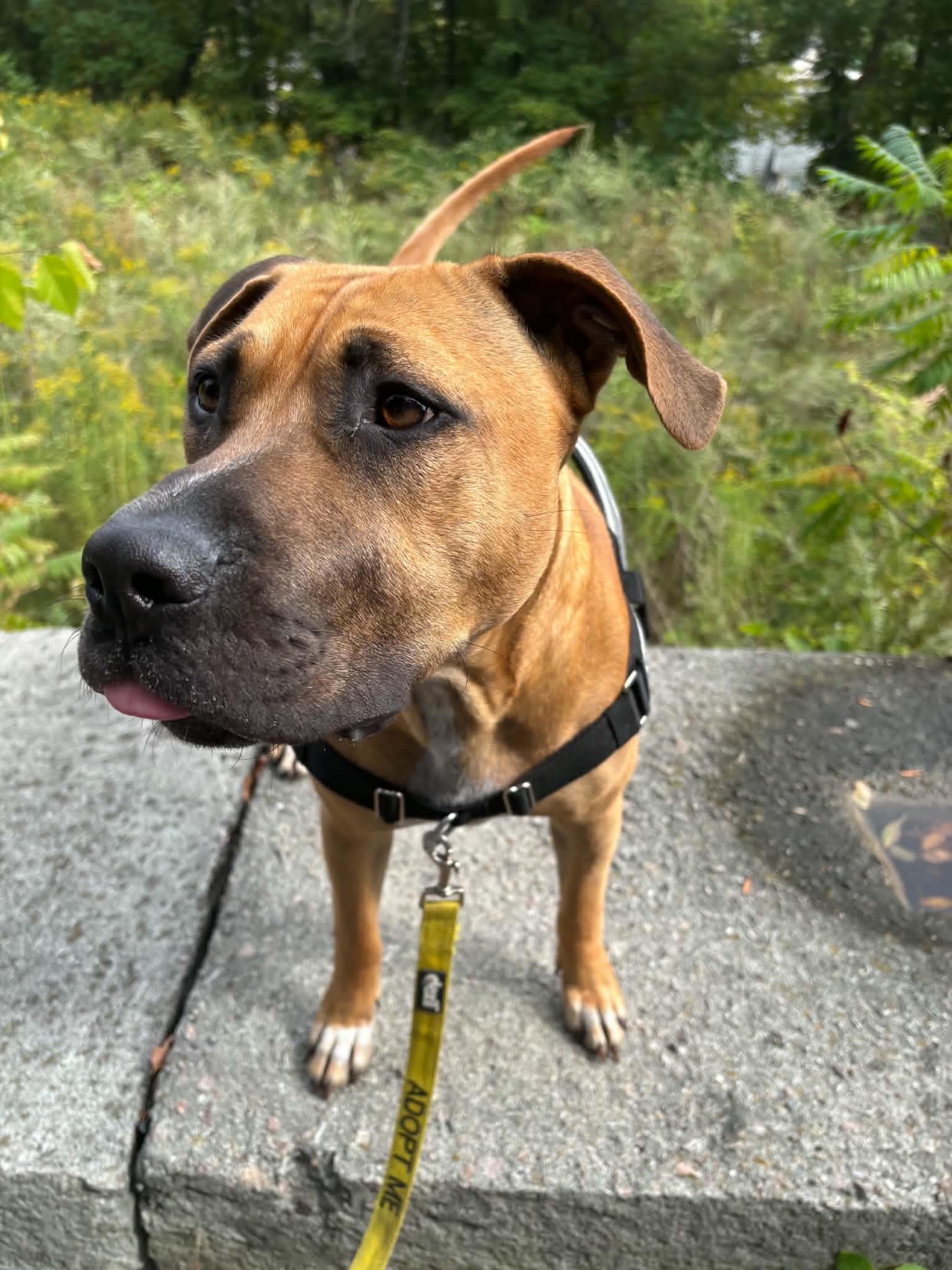 Kade, Mastiff