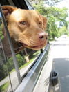 Trudy