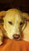 Sweet Pea (2)