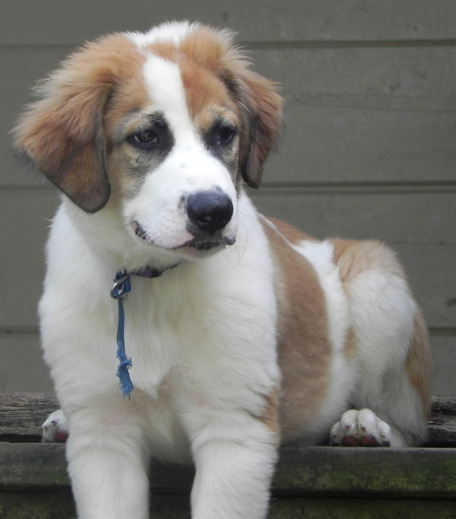 Great pyrenees sales and chihuahua mix