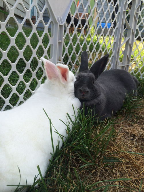 Bonded Pair of Rabbits