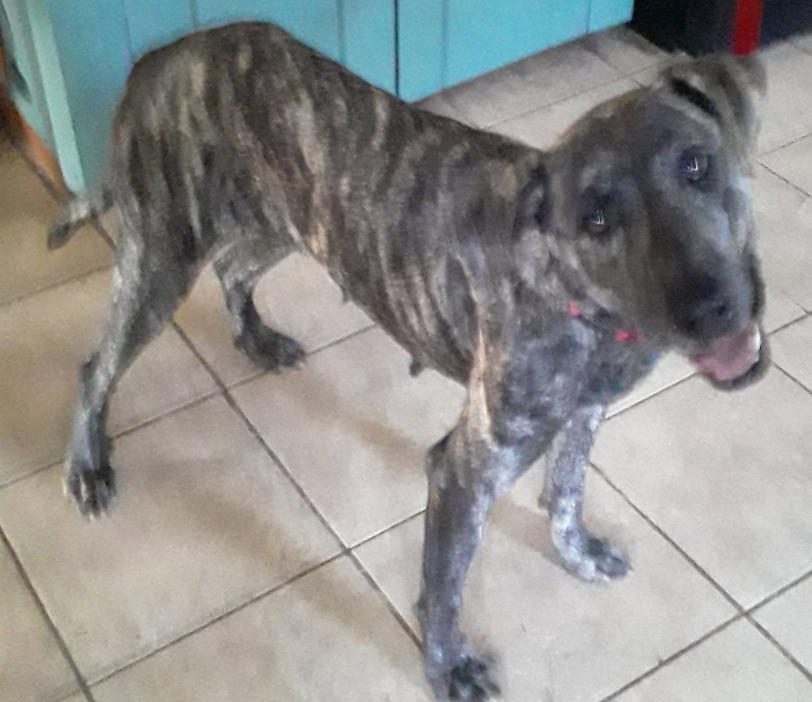 Dog adoption in Newfoundland, PA 18445 Greyhound / Mixed (short coat