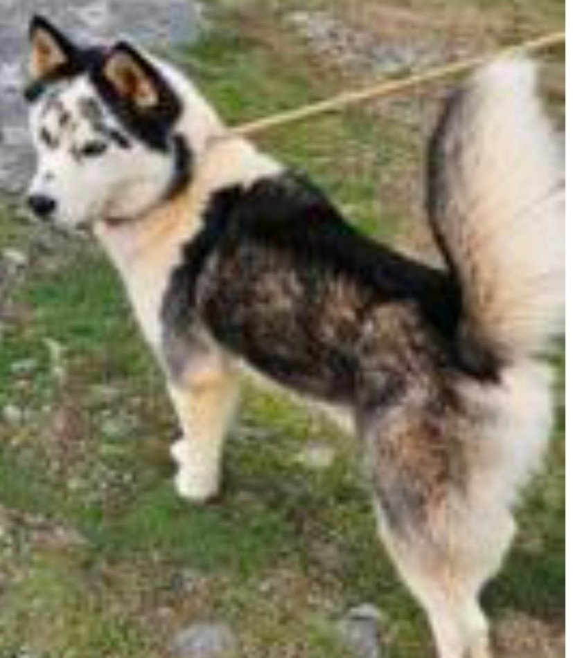 adoptable Dog in Newfoundland, PA named Jigsaw