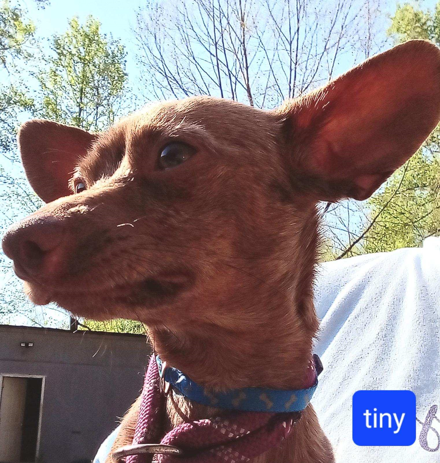 adoptable Dog in Newfoundland, PA named Tiny