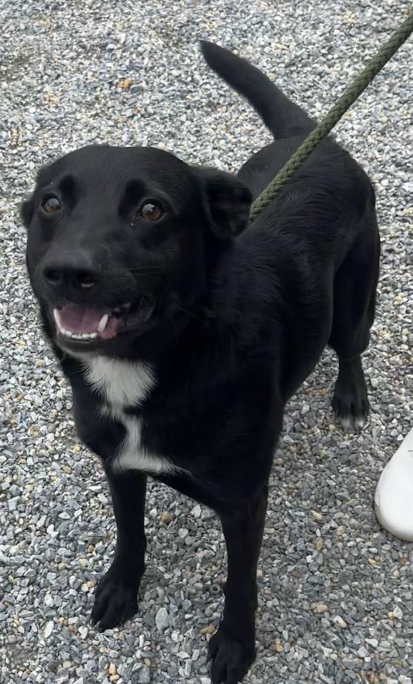 adoptable Dog in Newfoundland, PA named Judd