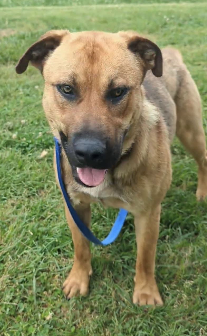 adoptable Dog in Newfoundland, PA named Benny