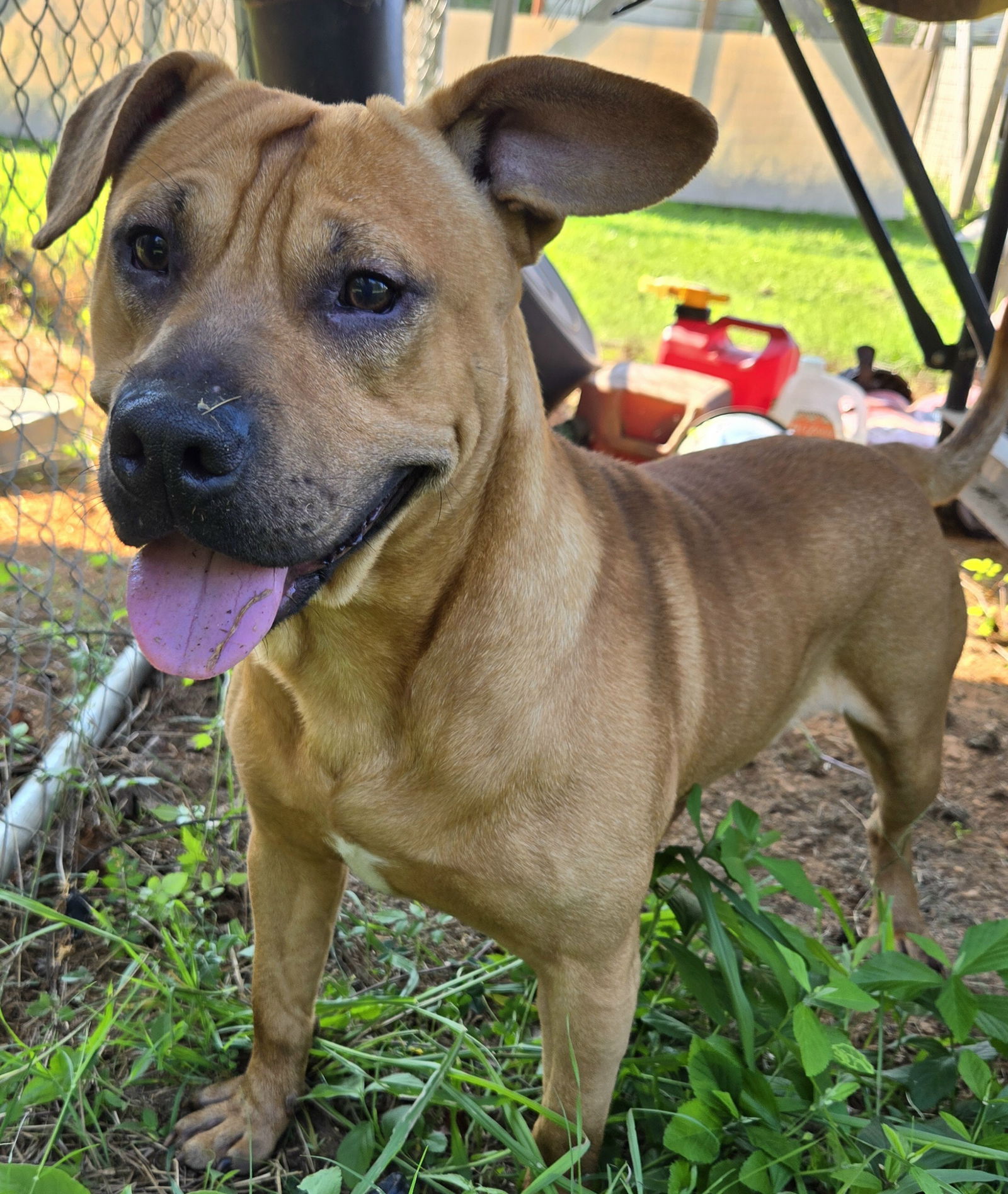 adoptable Dog in Newfoundland, PA named Scout