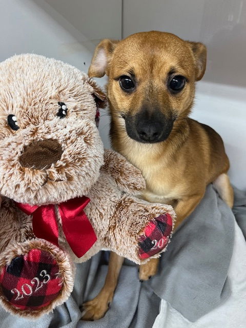 adoptable Dog in Newfoundland, PA named Kip