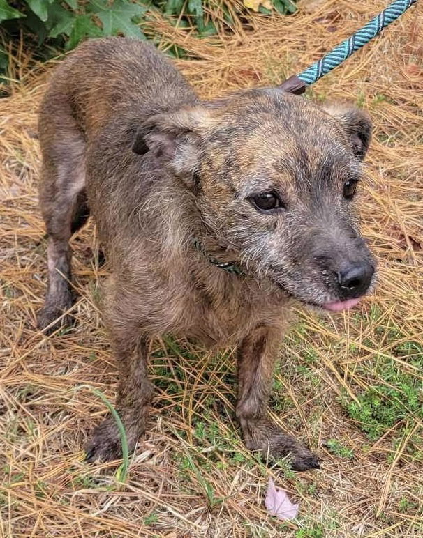 adoptable Dog in Newfoundland, PA named Walter