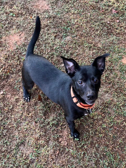 adoptable Dog in Newfoundland, PA named Zippy