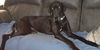 adoptable Dog in  named Gracie