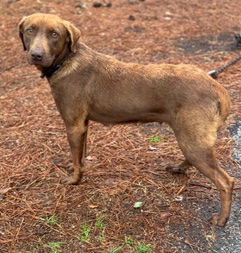 picture of the dog needing adoption