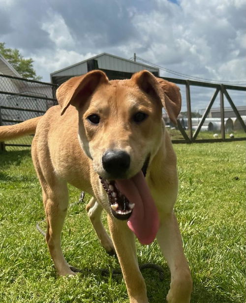 picture of the dog needing adoption