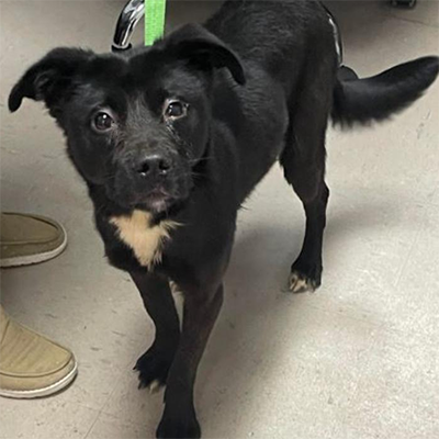 picture of the dog needing adoption