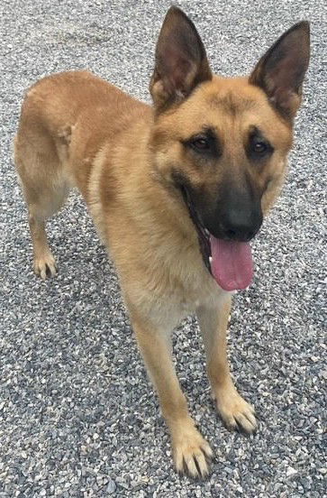 adoptable Dog in Newfoundland, PA named Knox