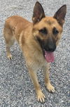 adoptable Dog in  named Knox