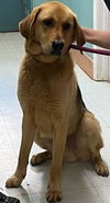 adoptable Dog in , PA named Brody