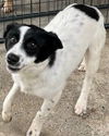 adoptable Dog in , PA named Nina