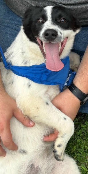 picture of the dog needing adoption