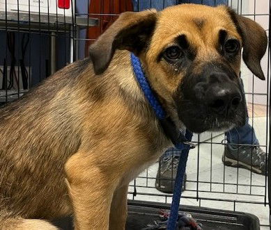 adoptable Dog in Newfoundland, PA named Missy