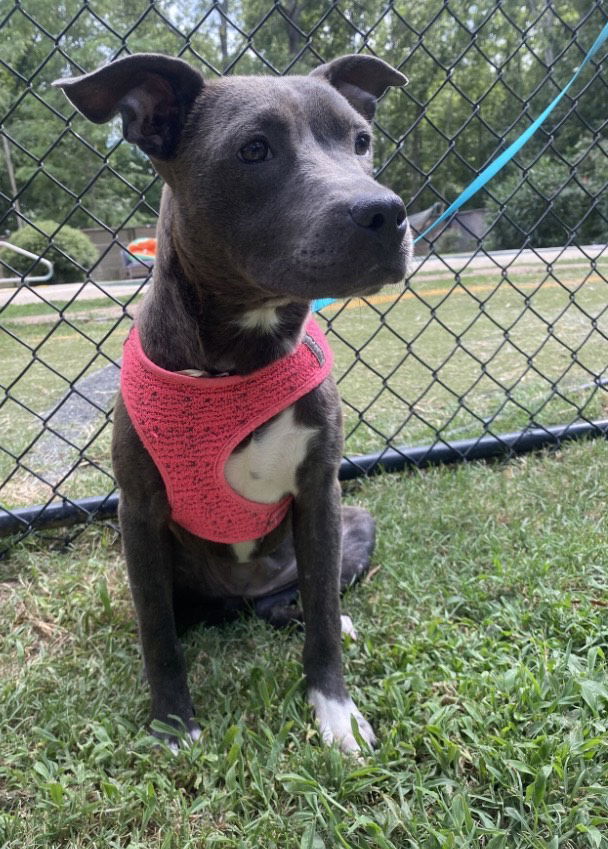 adoptable Dog in Newfoundland, PA named Lucy