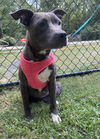 adoptable Dog in  named Lucy