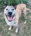 adoptable Dog in , PA named Brisket