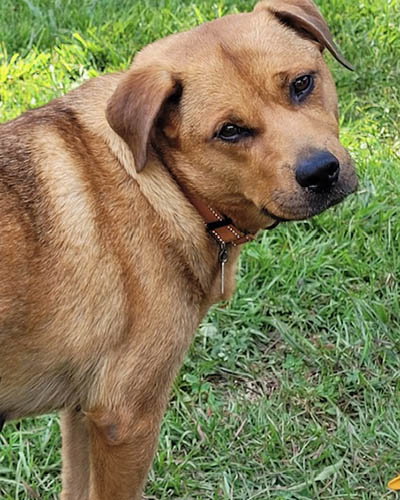picture of the dog needing adoption
