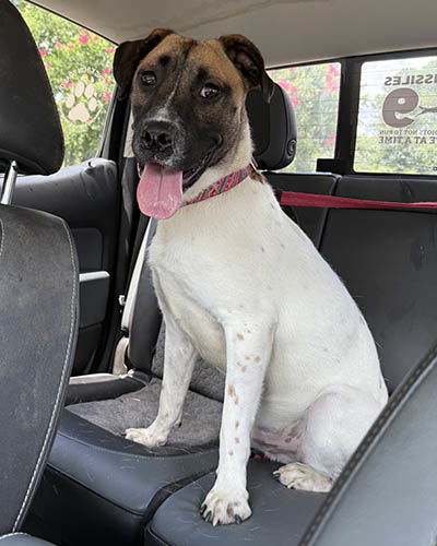 adoptable Dog in Newfoundland, PA named Tucker