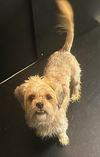adoptable Dog in , PA named Honey Bun