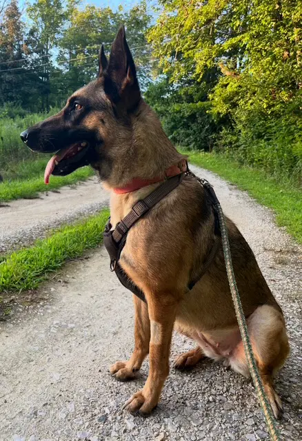 Trixie - German Shepherd Dog