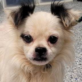 picture of the dog needing adoption