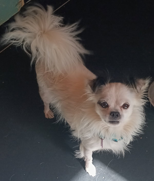 Ozzie