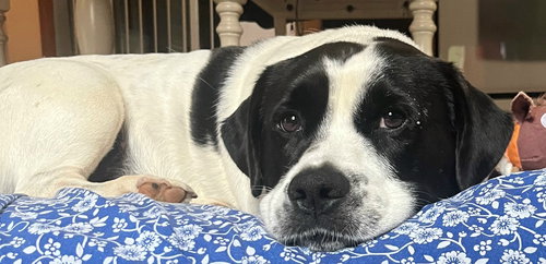picture of the dog needing adoption